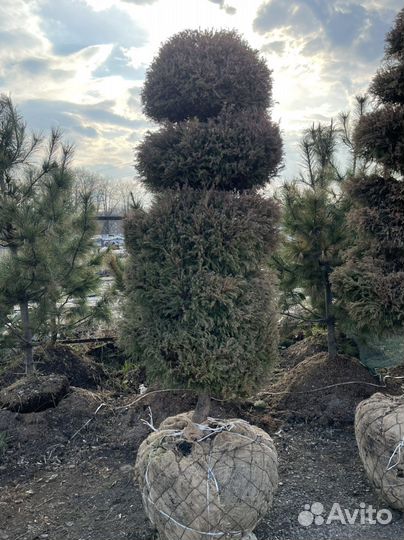 Туя вересковидная