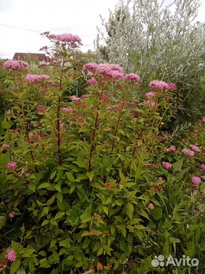 Многолетние садовые растения