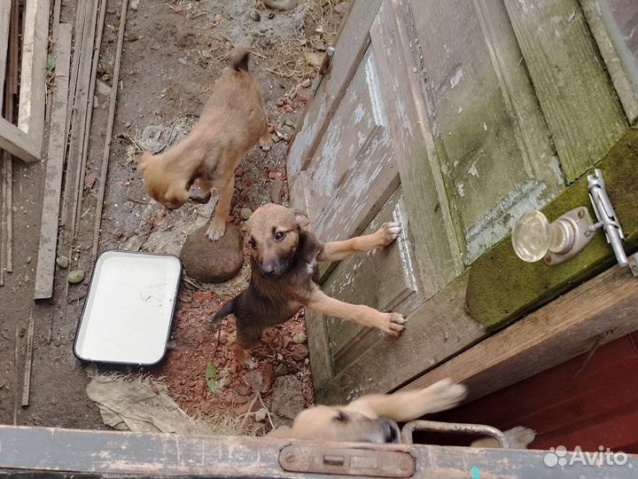 Щенок ищет дом