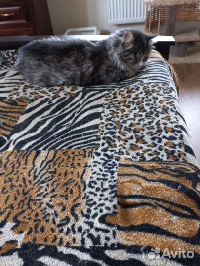 Отдам в добрые руки кошку