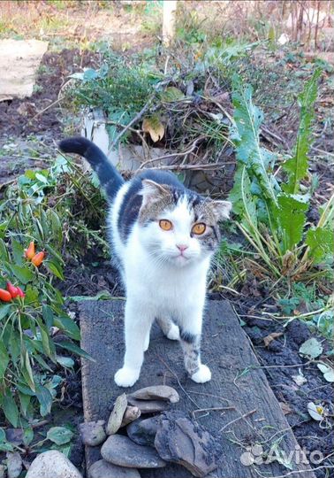 Янтарные глаза Азалии сведут с ума любого