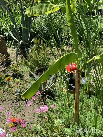 Банановая пальма