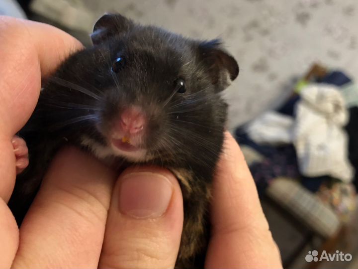 Элитный хомяк сирийский