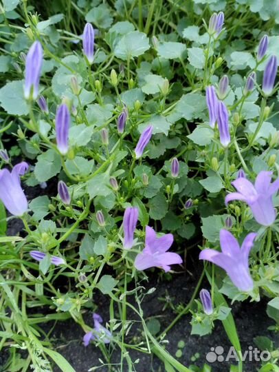 Многолетние цветы для сада