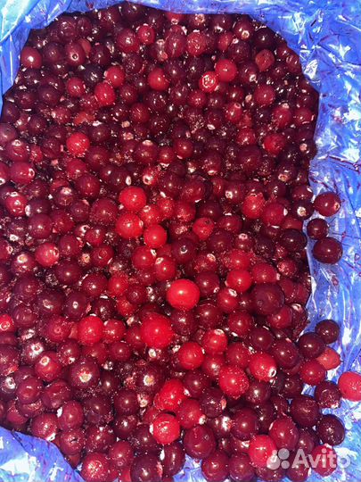 Клюква свежая