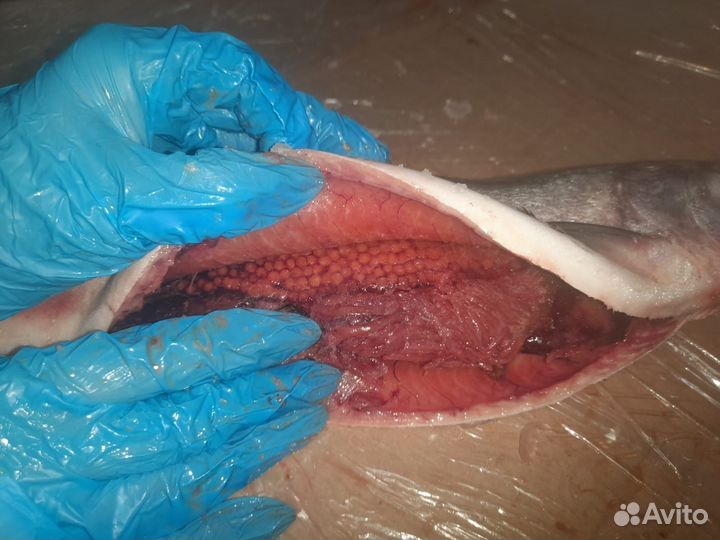 Рыба в заморозке