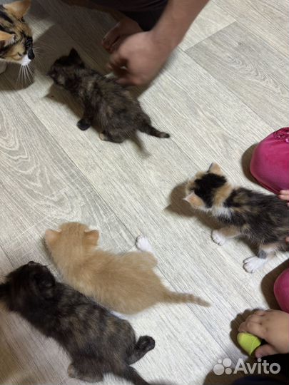 Котята в добрые руки