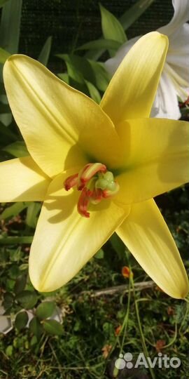 Садовые цветы