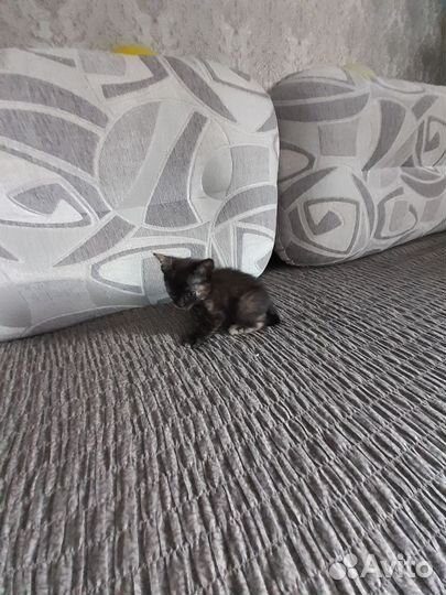 Кошечка в добрые руки