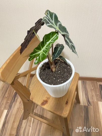 Алоказия полли