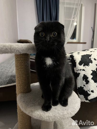 Вислоухая кошка