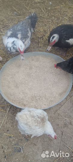 Отходы после переработки пшеницы