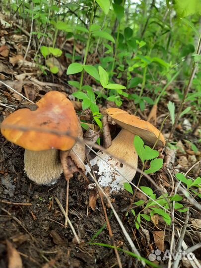 Продам грибы