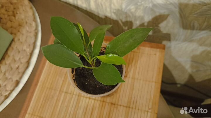 Фикус микрокарпа гинсенг
