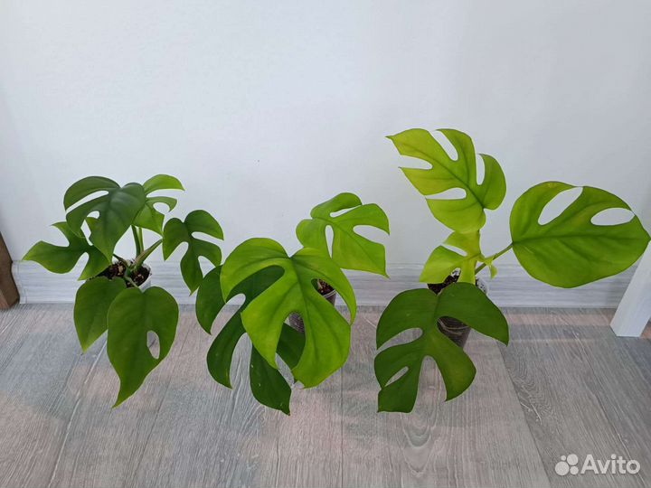 Рафидофора тетрасперма