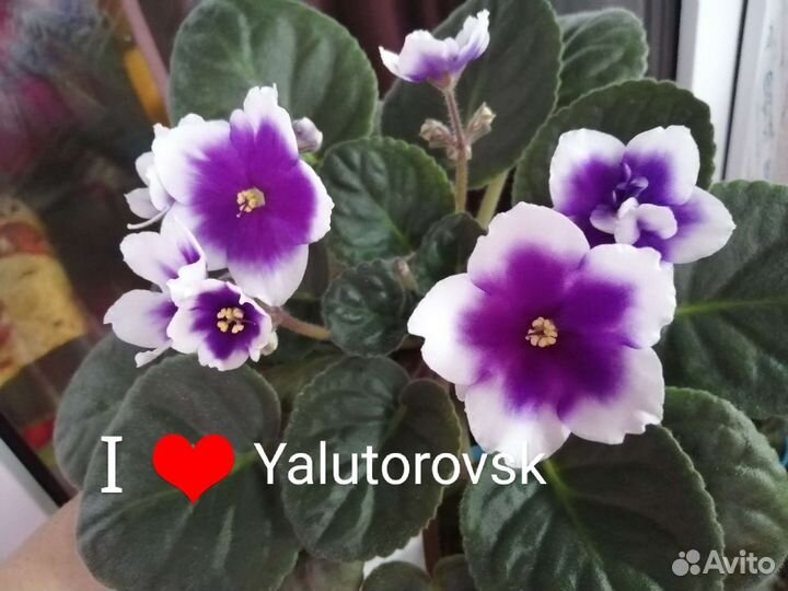 Сортовые фиалки