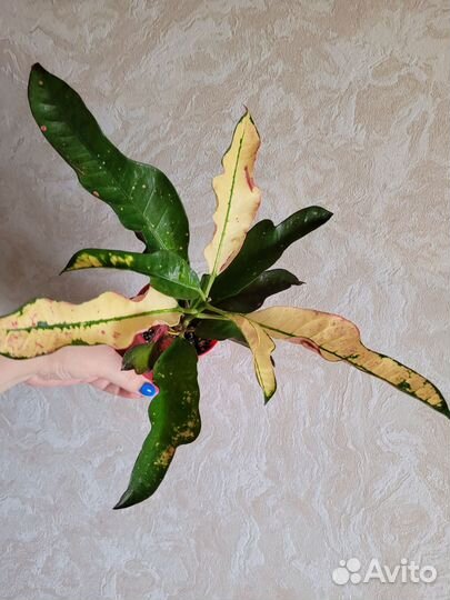 Кротон Вилма