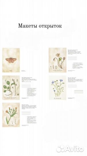 Художник иллюстратор