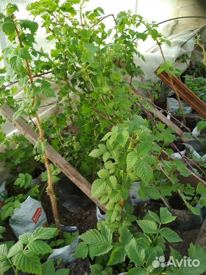 Саженцы малины