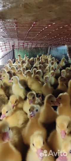 Гусята индоутки