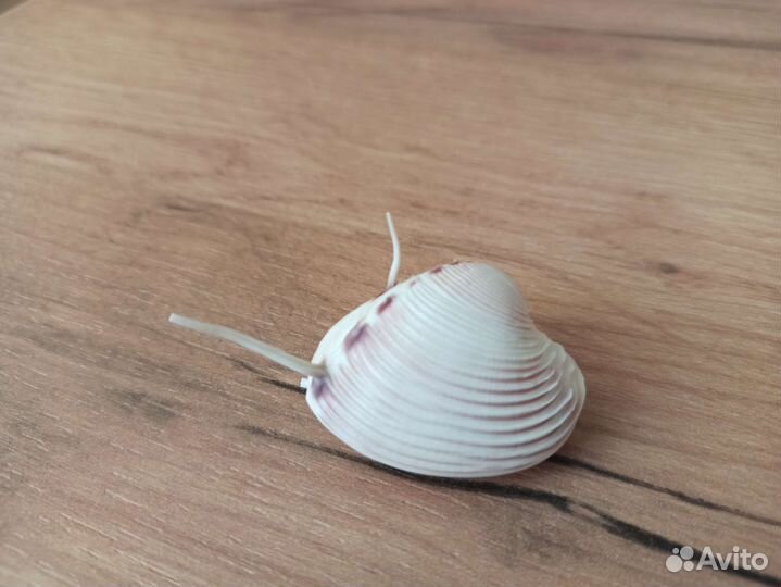 Морская раковина