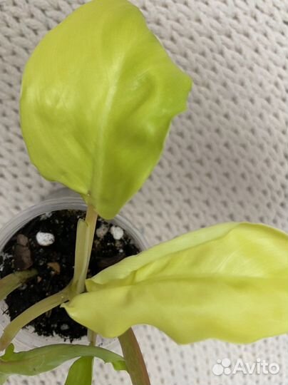 Филодендроны сортовые, кора сосны