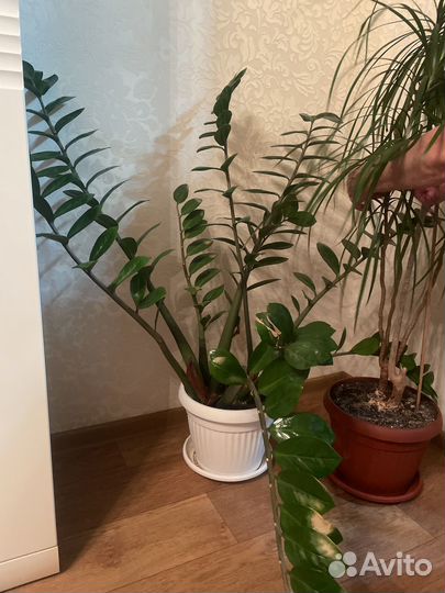 Замиокулькас