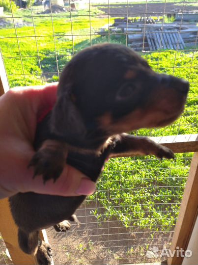 Щенки таксы