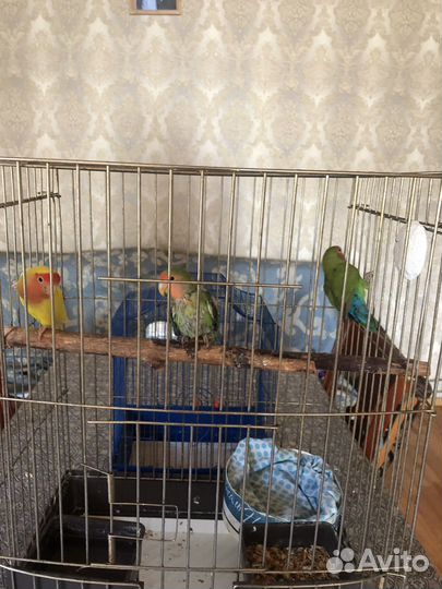 Попугай неразлучники без клетки