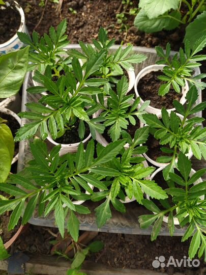 Бархатцы рассада