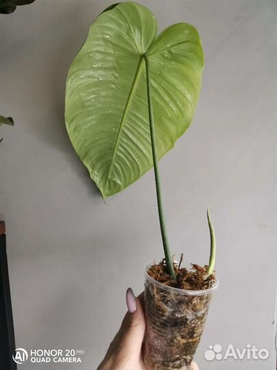 Филодендрон Тенуе широкий лист