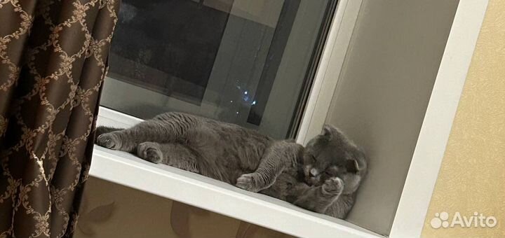Вислоухий кот