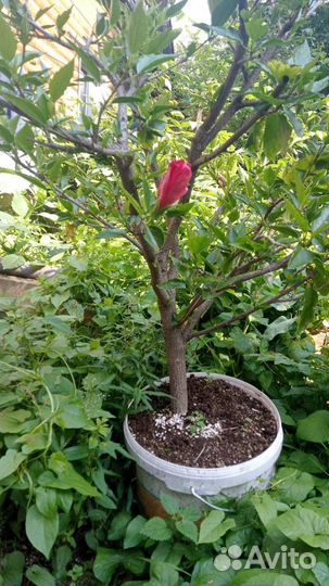 Гибискус китайская роза двуцветный