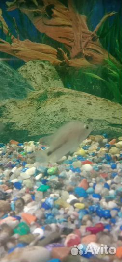 Рыбки цихлиды,вьехи