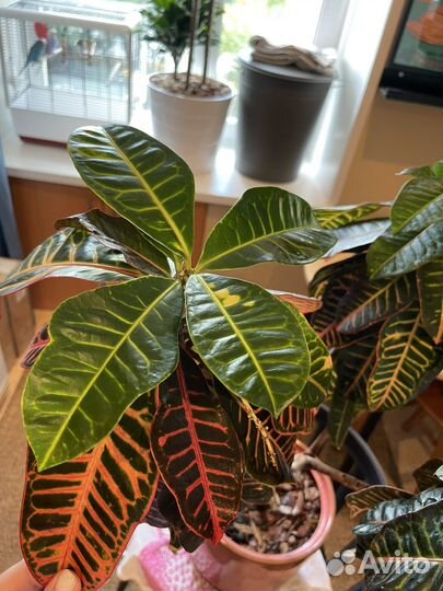 Кротон большой с горшком