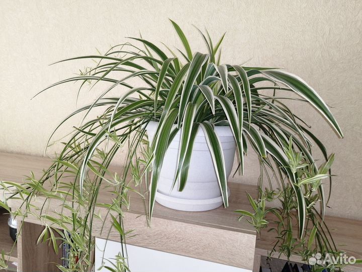 Хлорофитум хохлатый