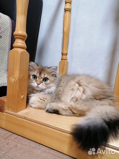 Котята золотая шиншилла