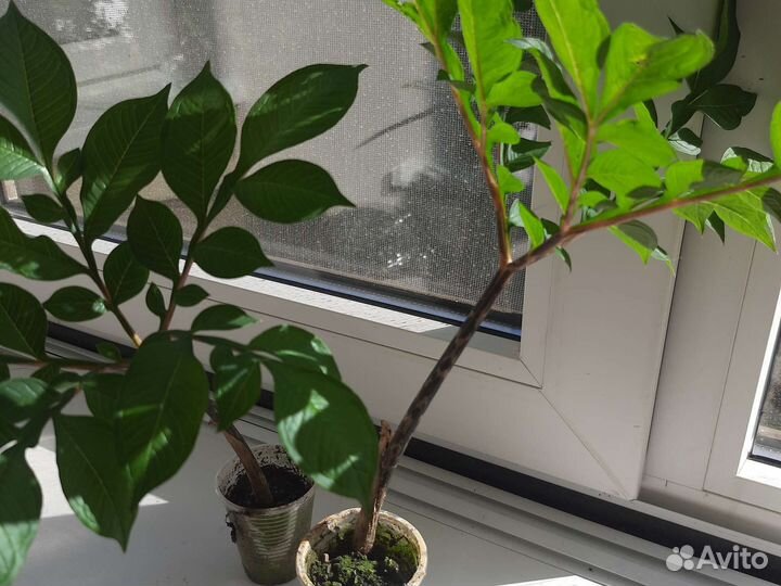 Аморфофаллус