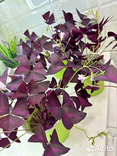 Цветок бабочка Оксалис