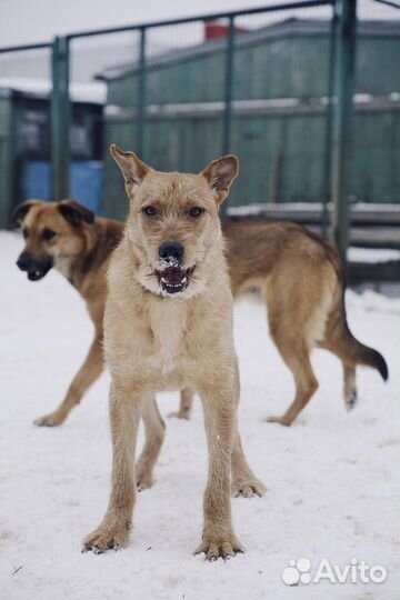 Щенок Чак в добрые руки