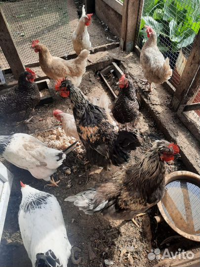Куры петухи
