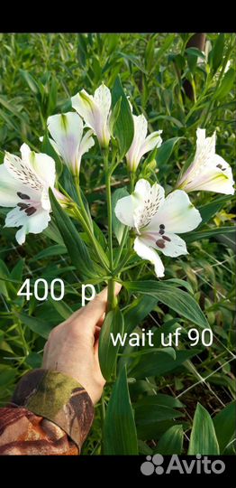 Саженцы альстромерии