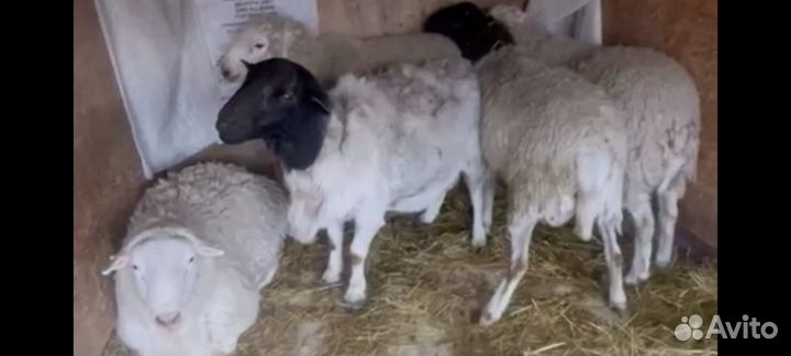 Овцы породы дорпер черноголовые и белоголовые