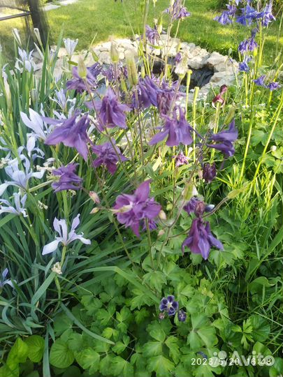 Многолетние цветы