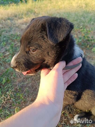 Щенок мальчик