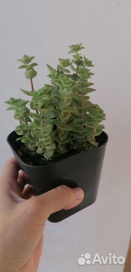 Крассула перфората