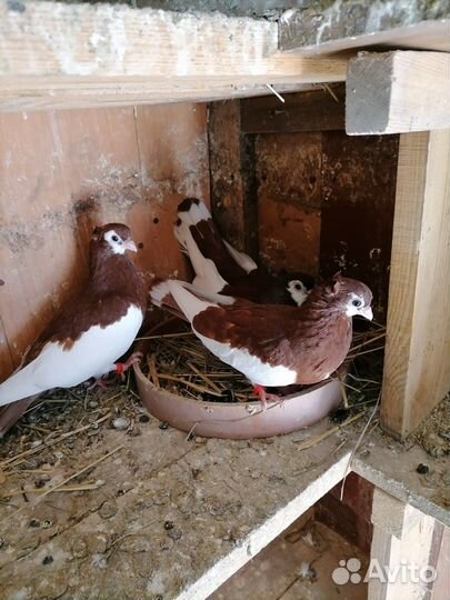 Голуби молодые