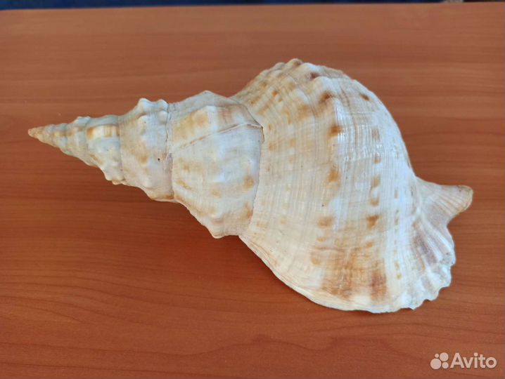 Морская раковина