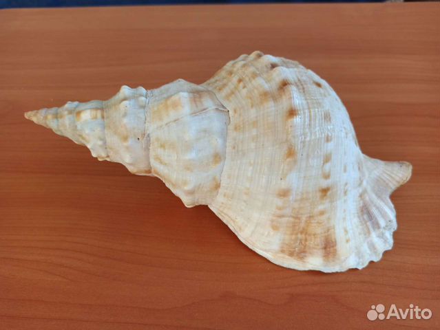 Морская раковина