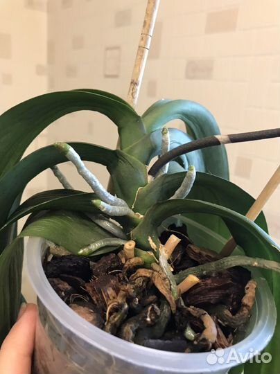 Орхидея фаленопсис Шампань